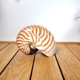 Nautilus shell or nautilus curiosity 6.5cm