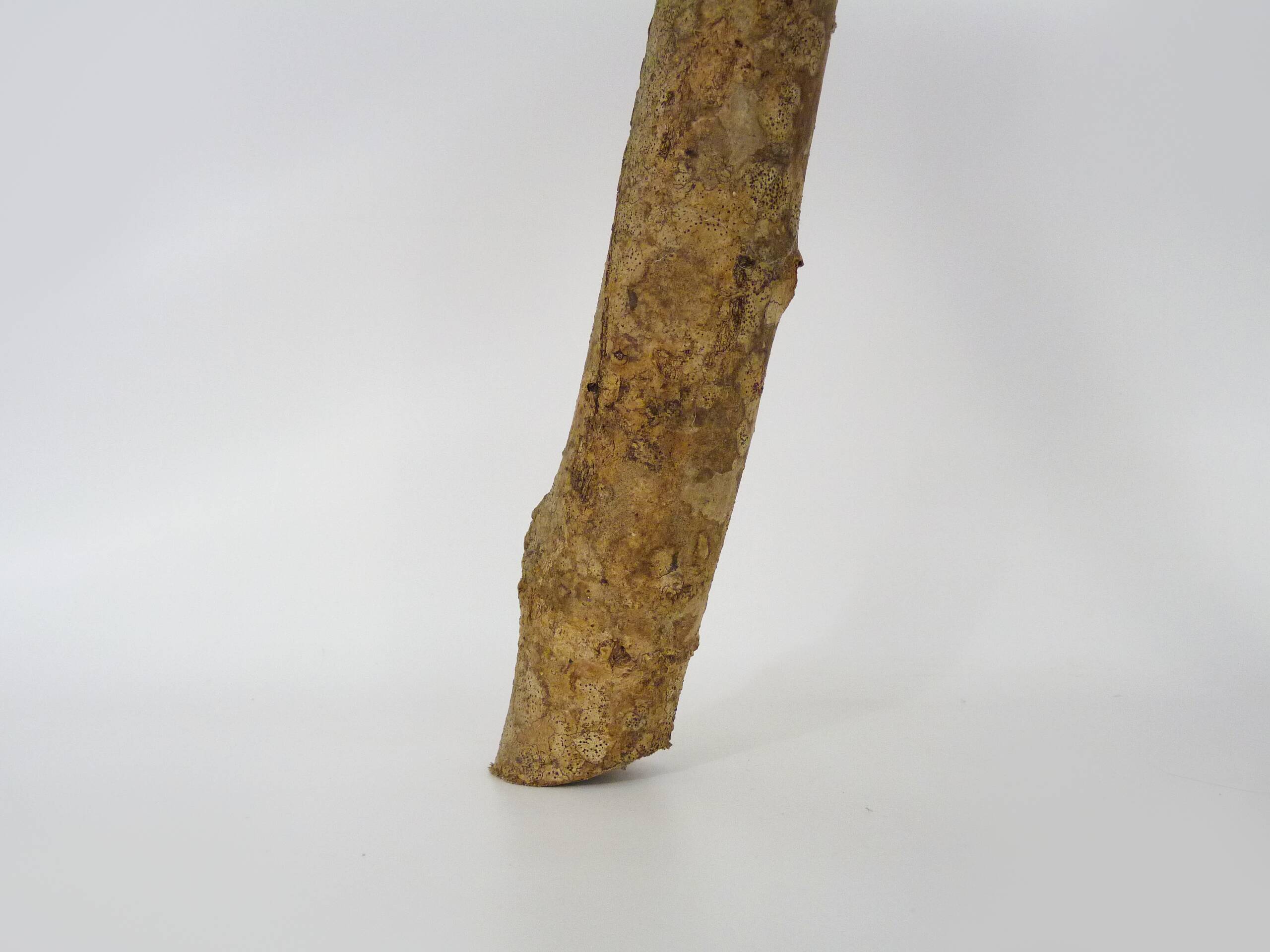 Tripod oak milking stool, Ariège peasant art, France (19th century)