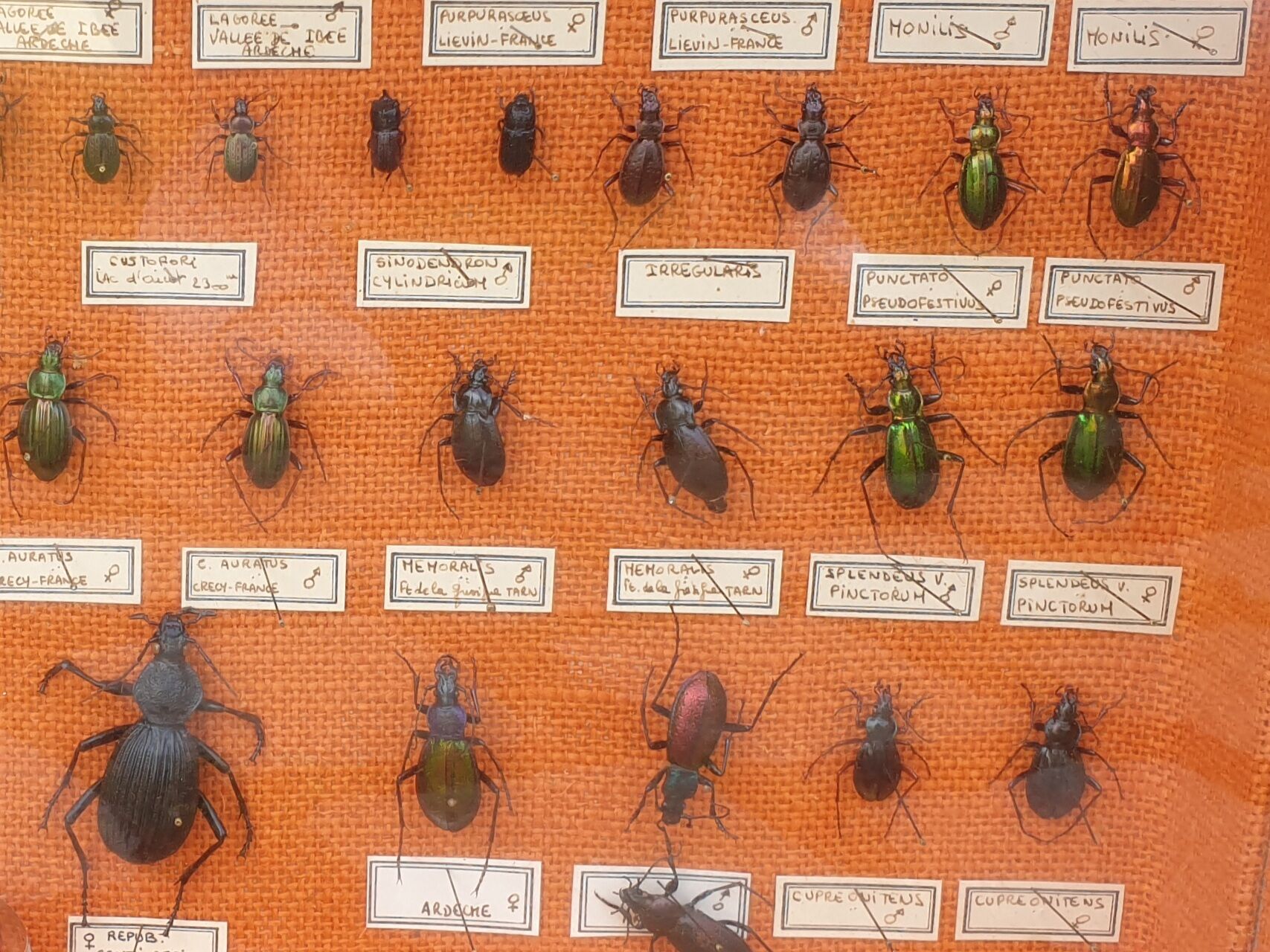 Vitrine entomologie