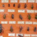 Entomology showcase