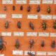 Vitrine entomologie