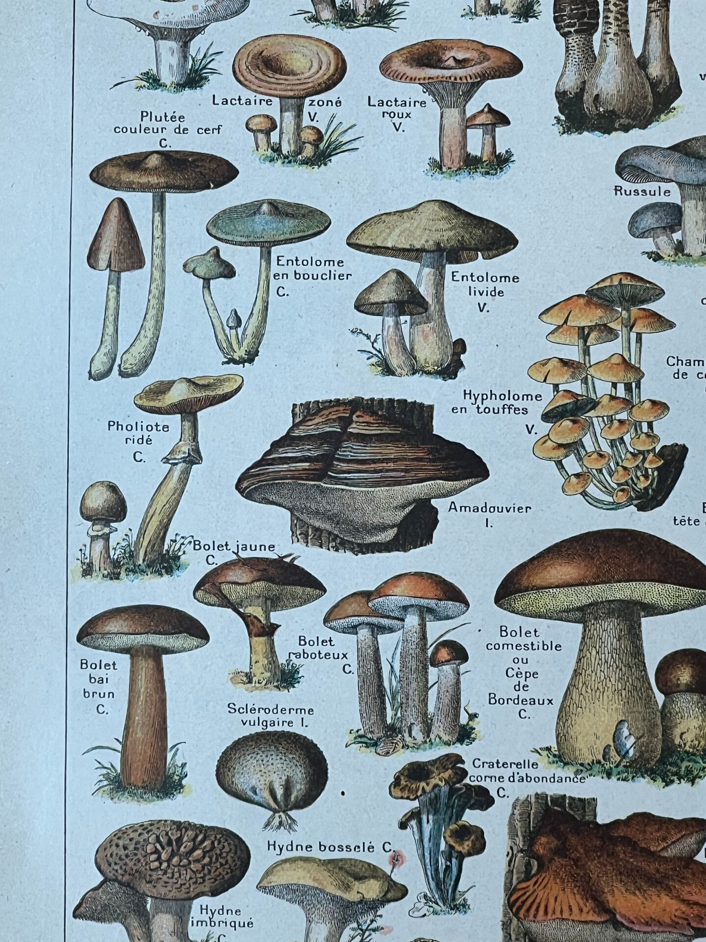 Botanical plate "Mushrooms" - 29x19.5cm