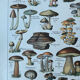 Botanical plate "Mushrooms" - 29x19.5cm