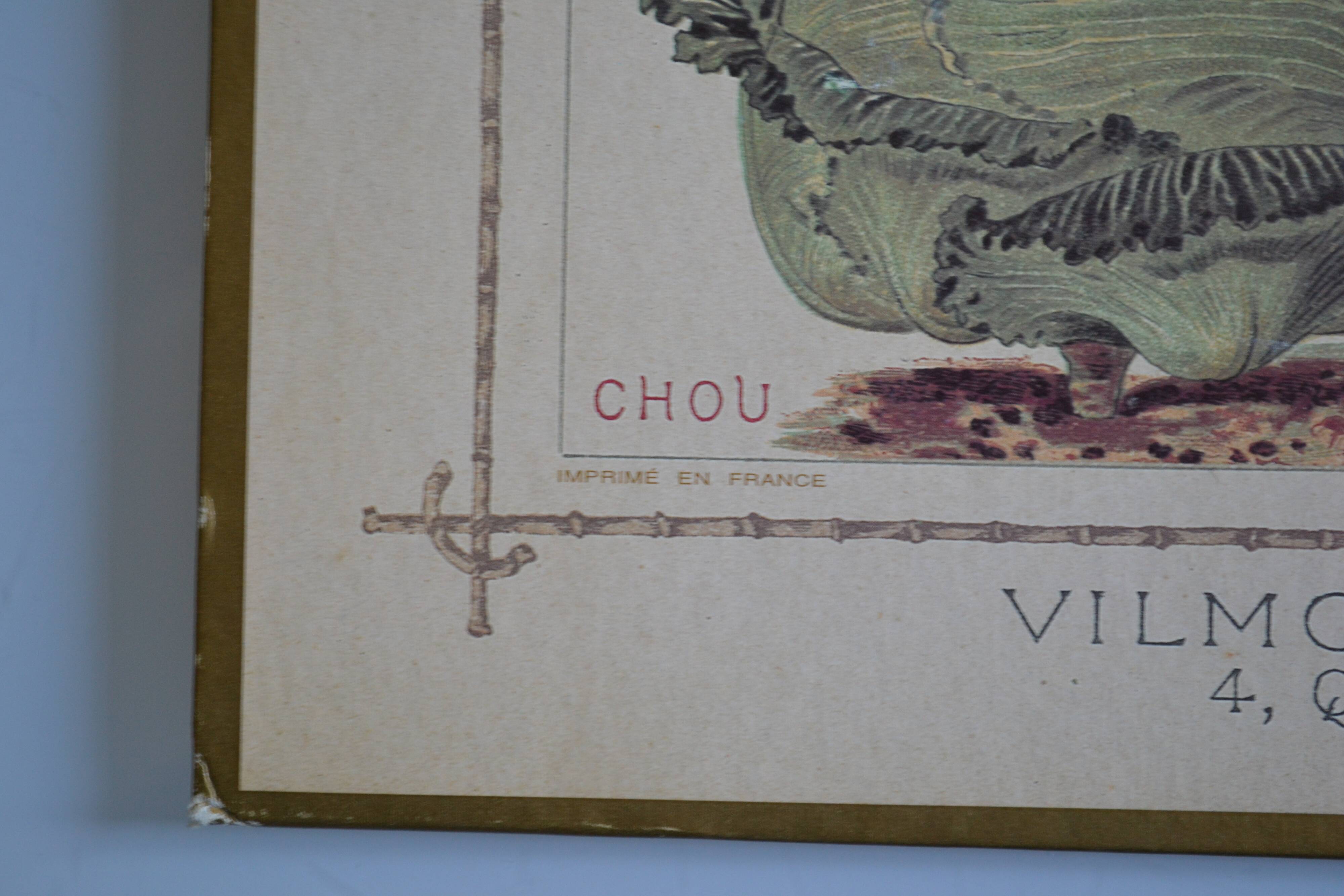 Vintage botanical poster "Cabbages"