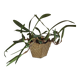 Cache-pot