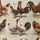 Lithographie sur les poules (XXXV) - 1920