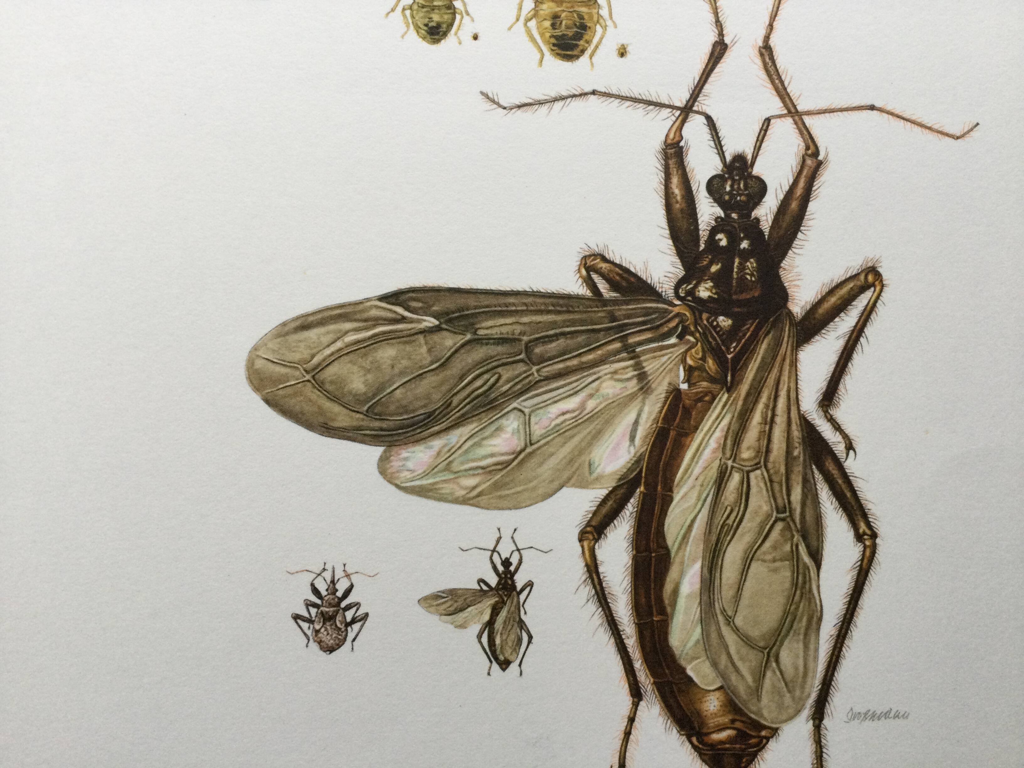 Vintage insect print. Original plate 1969