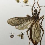 Vintage insect print. Original plate 1969
