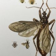 Vintage insect print. Original plate 1969
