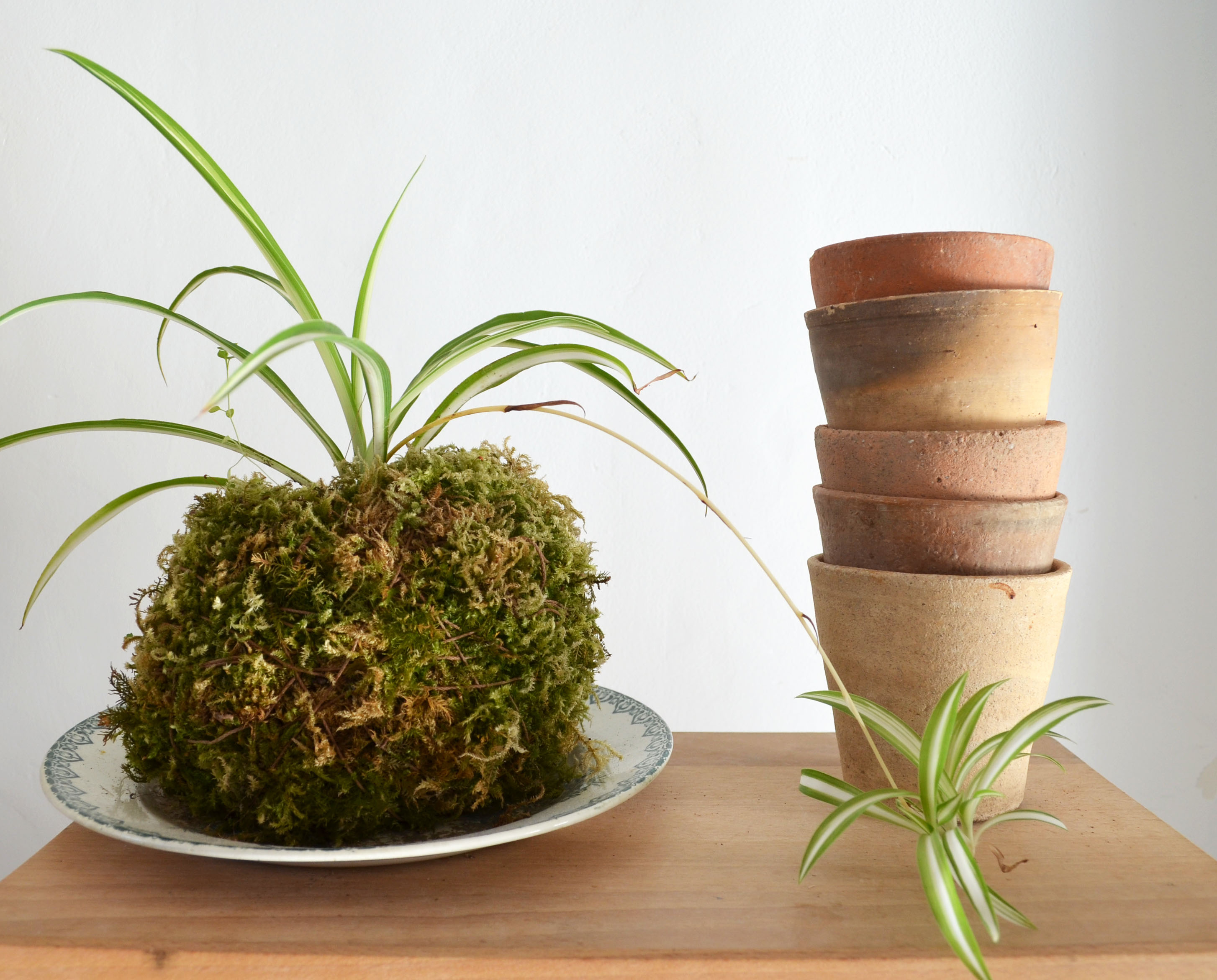 Old seedling pots 7/8 cm