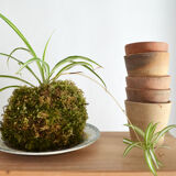 Old seedling pots 7/8 cm