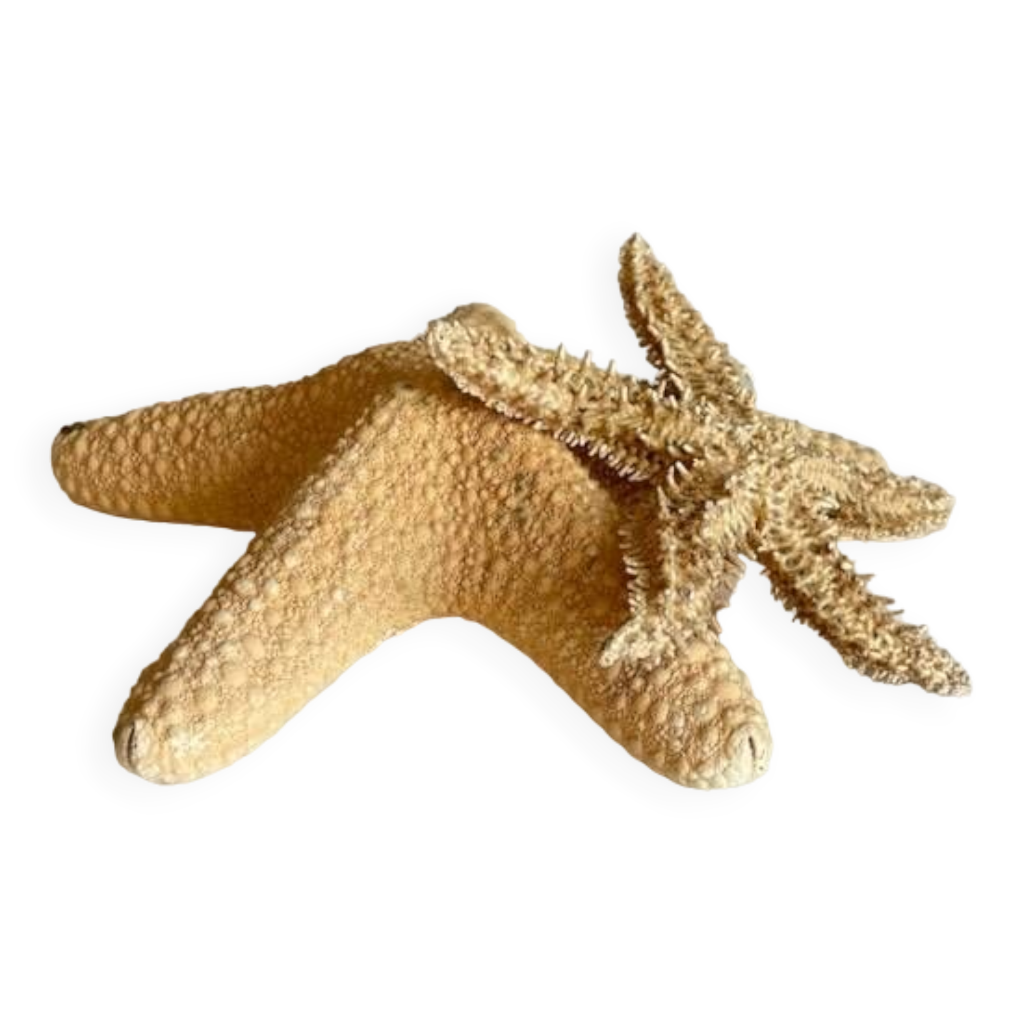 Vintage starfish