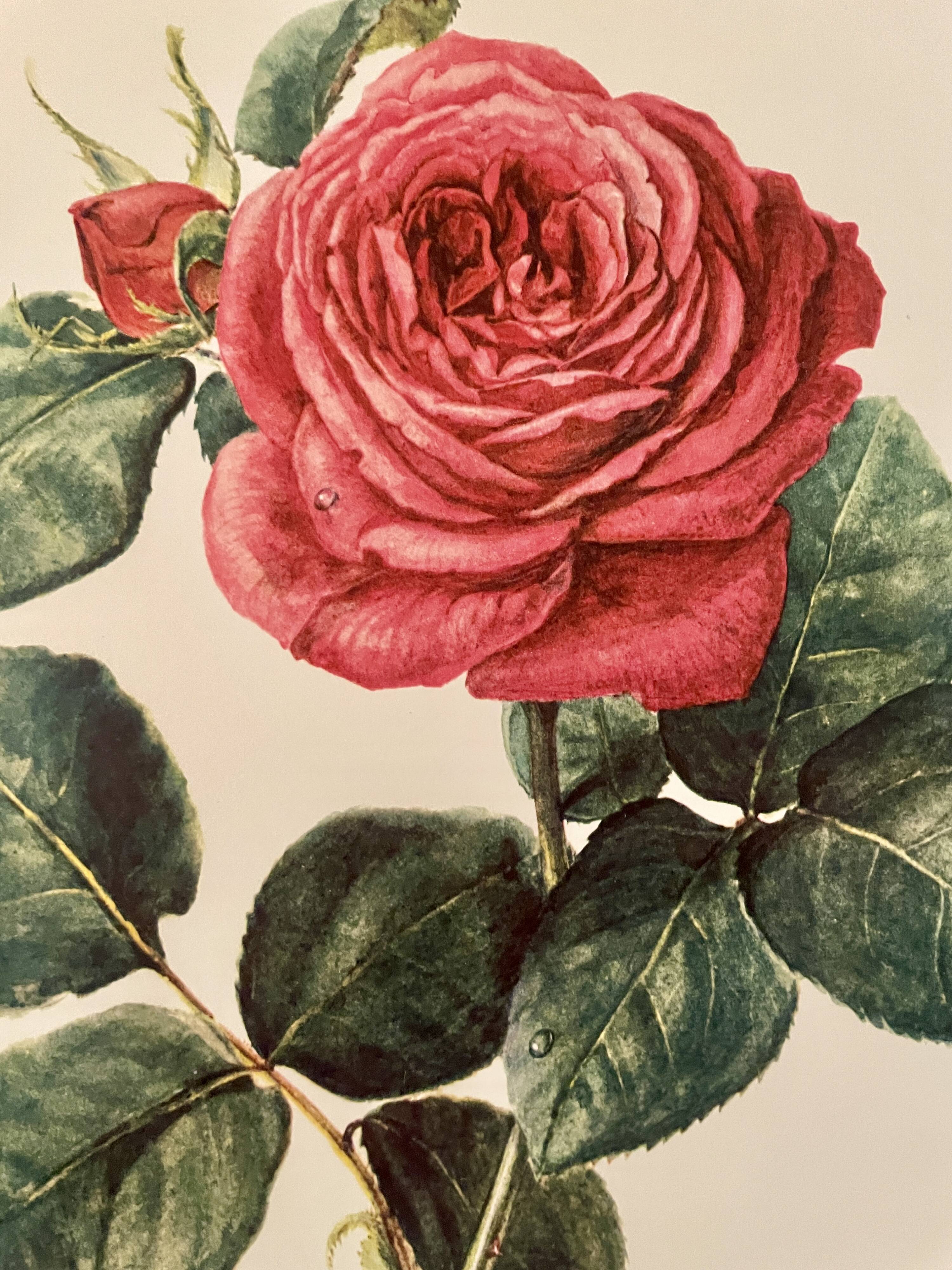 Watercolor on the rose - 1960