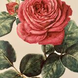 Watercolor on the rose - 1960