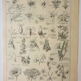 Old engraving 1922, Type of flower, botany, calyx, corolla • Lithograph, original illustration