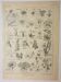 Old engraving 1922, Type of flower, botany, calyx, corolla • Lithograph, original illustration
