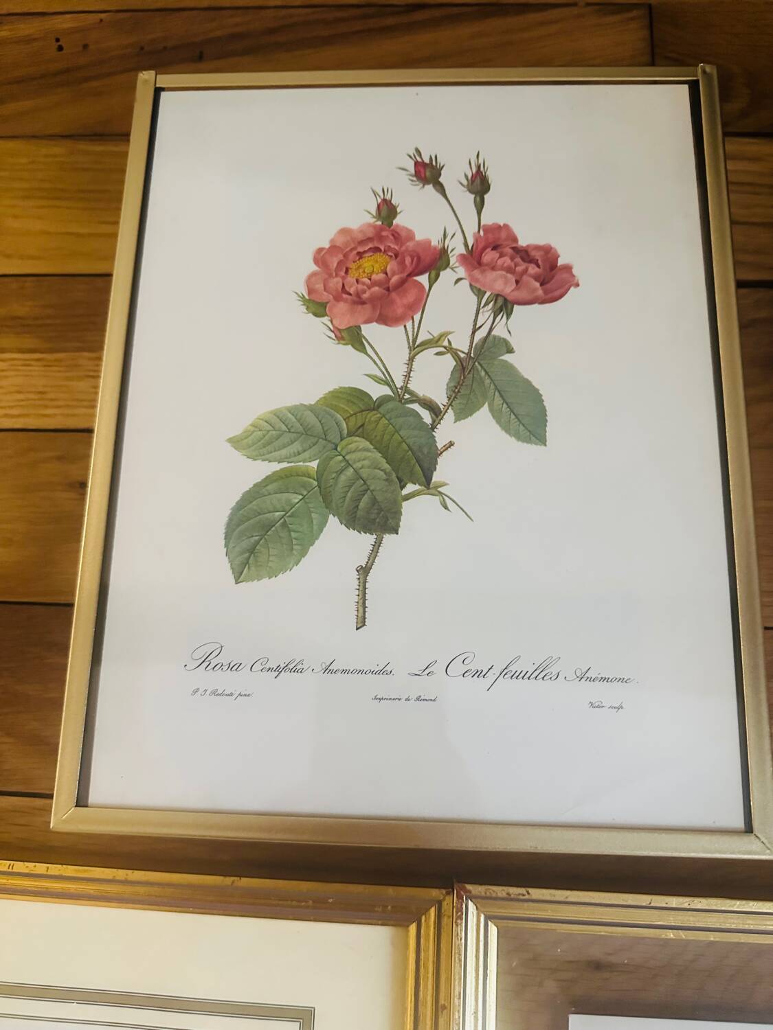 Lot de 7 lithographies botaniques roses 1950