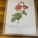 Lot of 7 pink botanical lithographs 1950