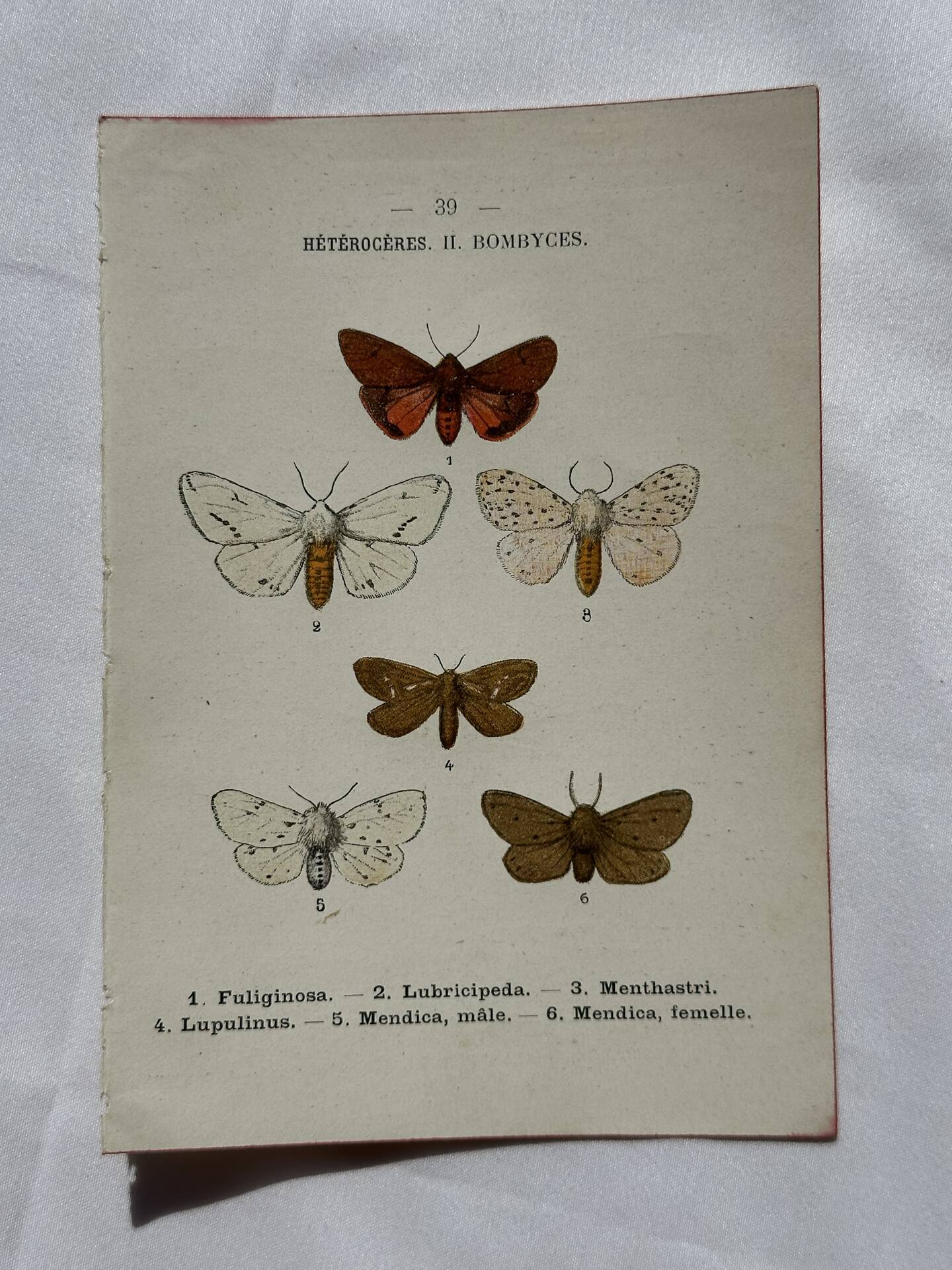 Gravure naturaliste  Papillon 19eme affiche botanique originale 1800