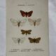 Gravure naturaliste  Papillon 19eme affiche botanique originale 1800