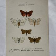 Naturalist engraving Butterfly 19th-century original botanical poster 1800