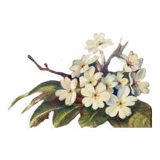 Tableau de fleurs.
