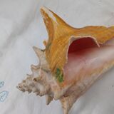Shellfish