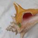 Shellfish