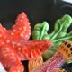 Assiette Vallauris 60's barbotine poisson