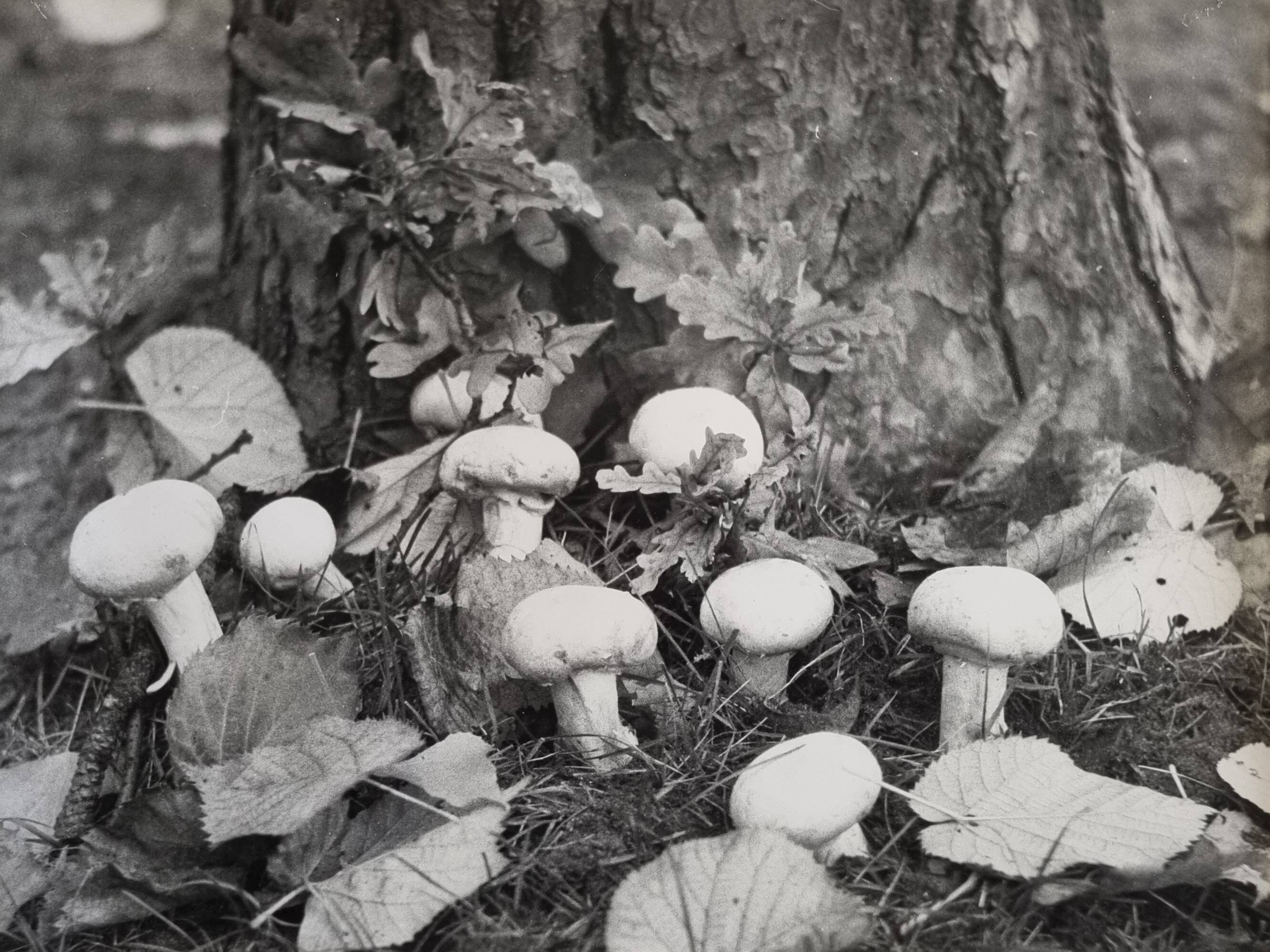 Photographie argentique vintage champignons encadrée années 70 52x42 cm