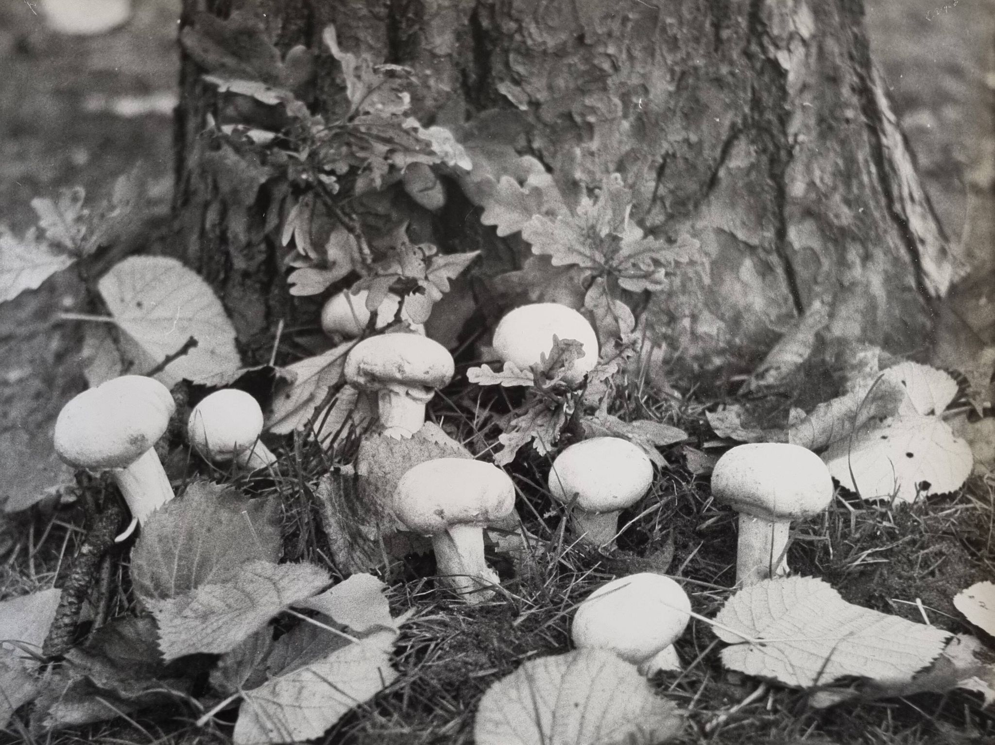 Vintage silver gelatin photograph of mushrooms framed, 1970s, 52x42 cm.