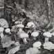 Photographie argentique vintage champignons encadrée années 70 52x42 cm