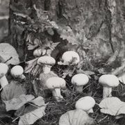 Vintage silver gelatin photograph of mushrooms framed, 1970s, 52x42 cm.