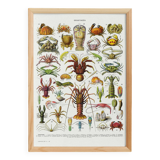 Poster on crustaceans, after a 1928 lithograph