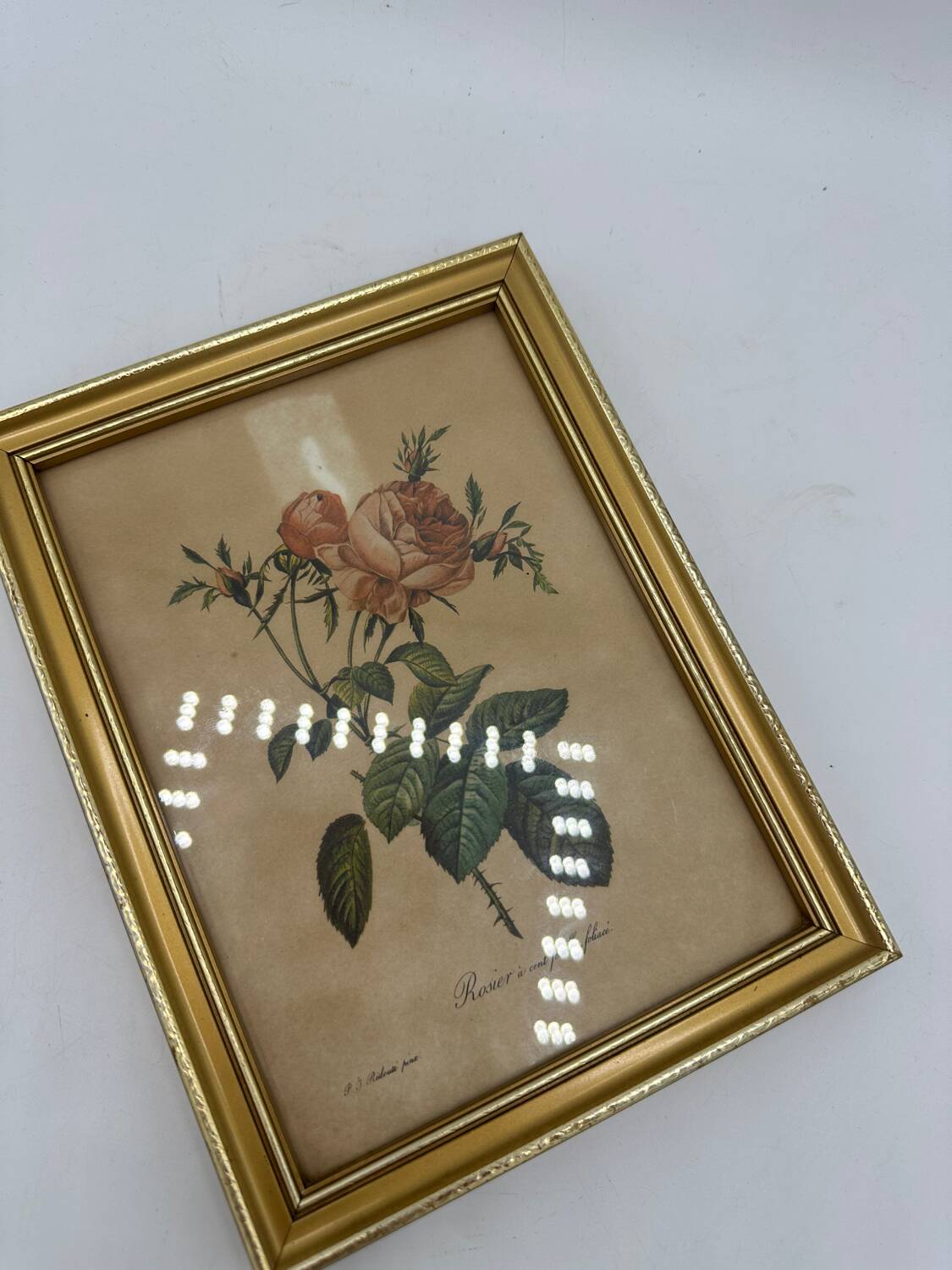 Lithograph PJ Redouté