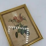 Lithograph PJ Redouté