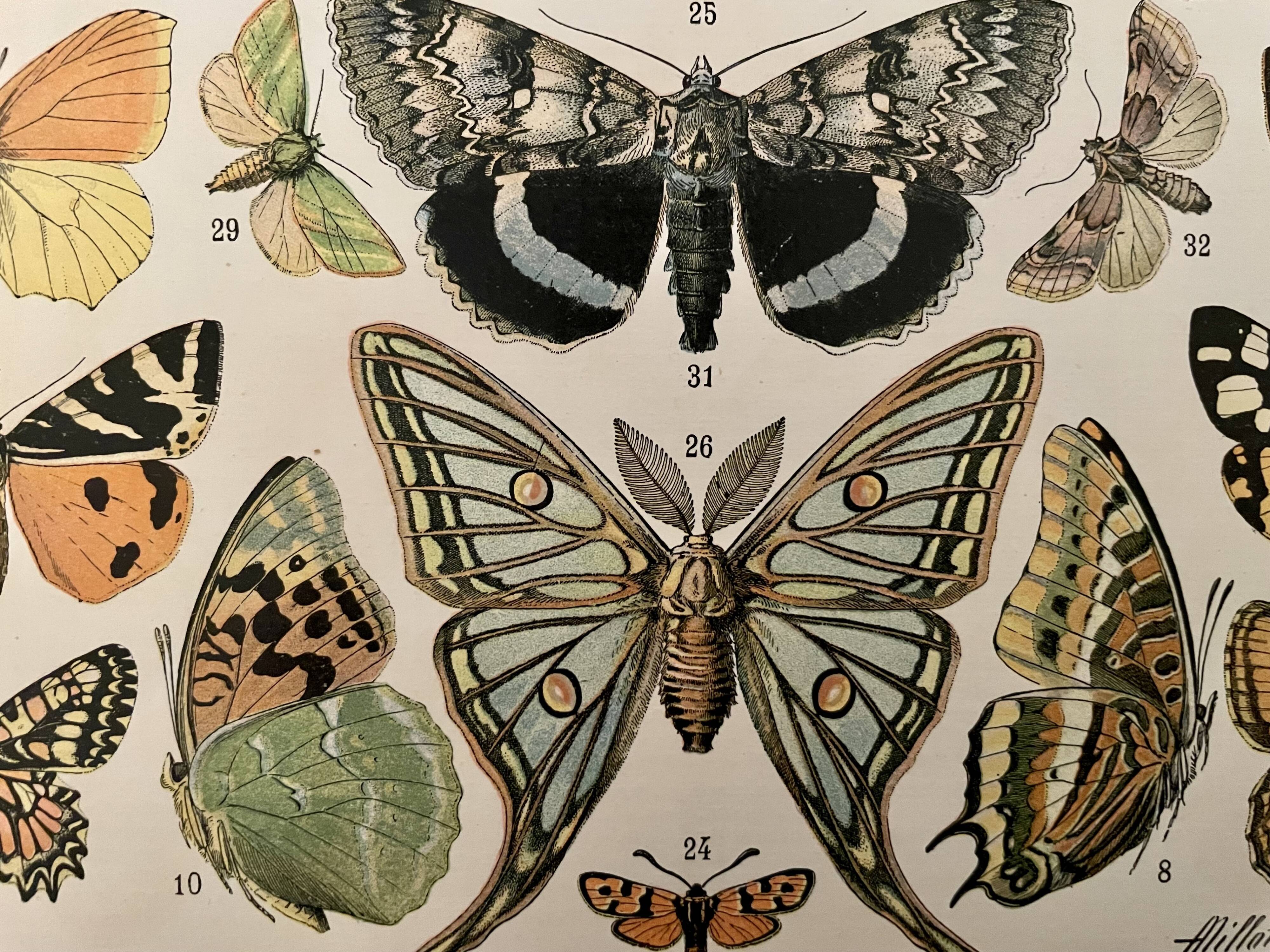 Lithographie gravure papillons d'Europe de 1897