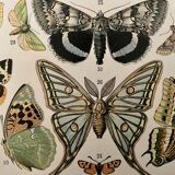 Lithograph engraving butterflies of Europe from 1897