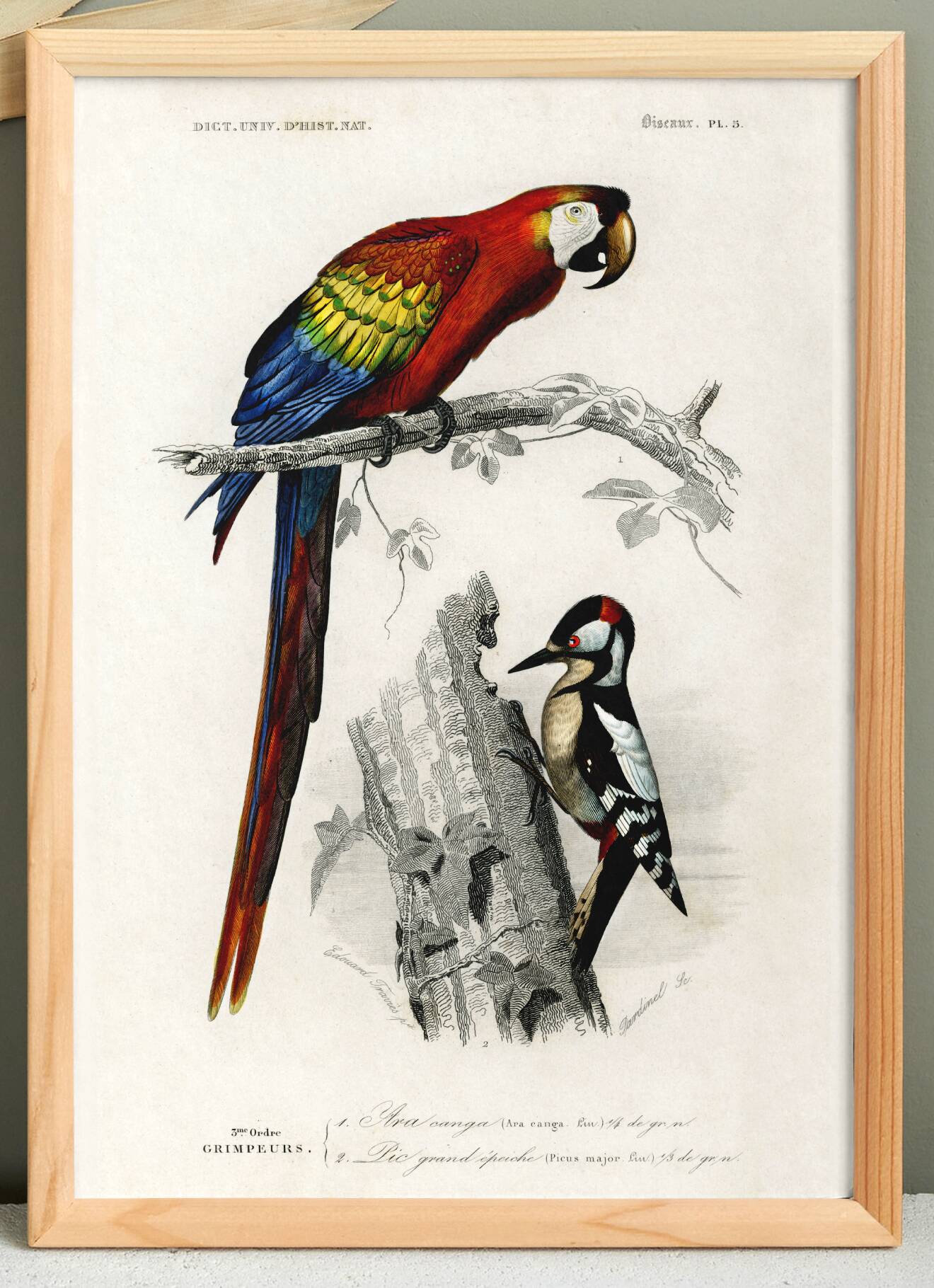 Poster of the Scarlet Macaw and the Great Spotted Woodpecker, based on an old engraving