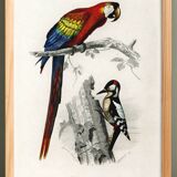 Poster of the Scarlet Macaw and the Great Spotted Woodpecker, based on an old engraving