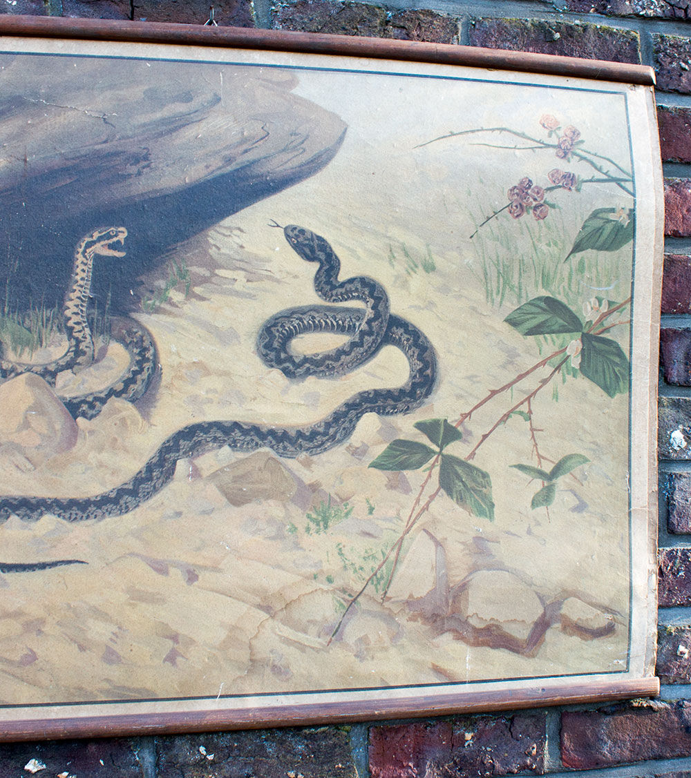 Old snake school map