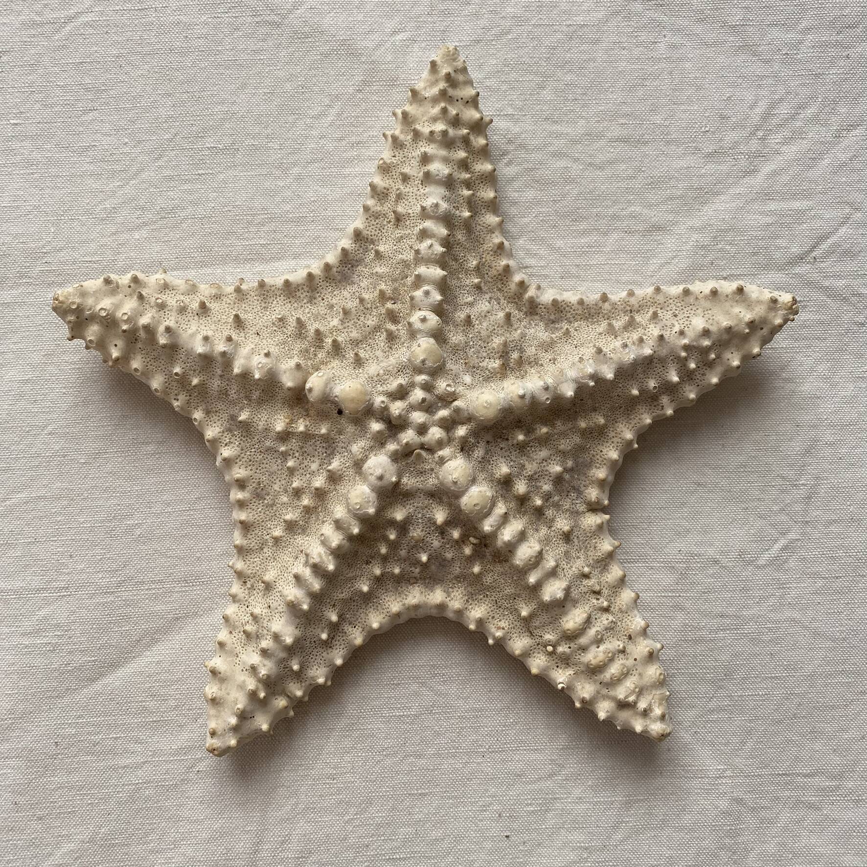 Large natural knotted starfish