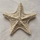 Large natural knotted starfish