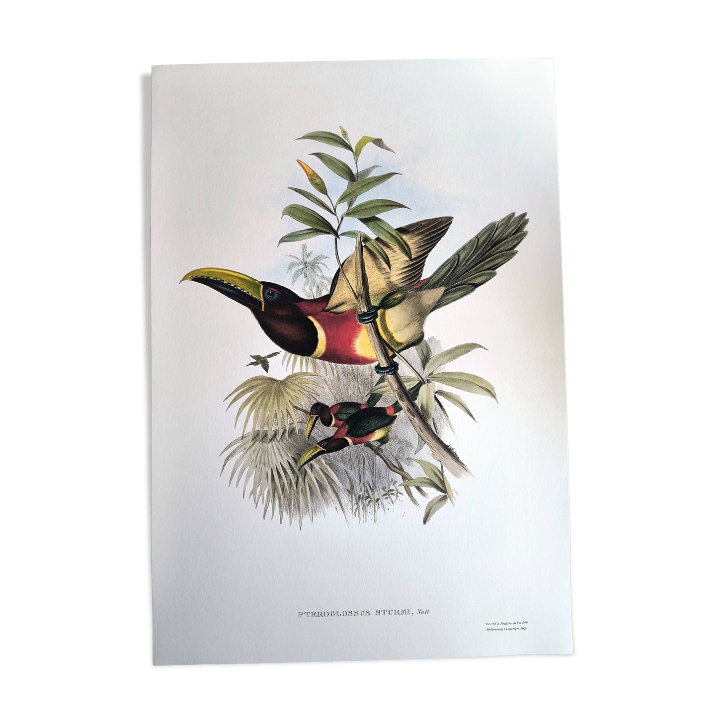 Vintage illustration. J. Gould's Double-collared Araçari – toucan birds