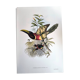 Vintage illustration. J. Gould's Double-collared Araçari – toucan birds