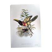 Vintage illustration. J. Gould's Double-collared Araçari – toucan birds