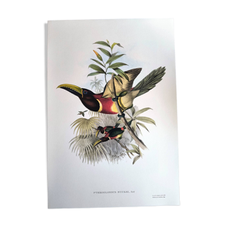 Vintage illustration. J. Gould's Double-collared Araçari – toucan birds