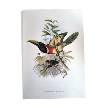 Vintage illustration. J. Gould's Double-collared Araçari – toucan birds