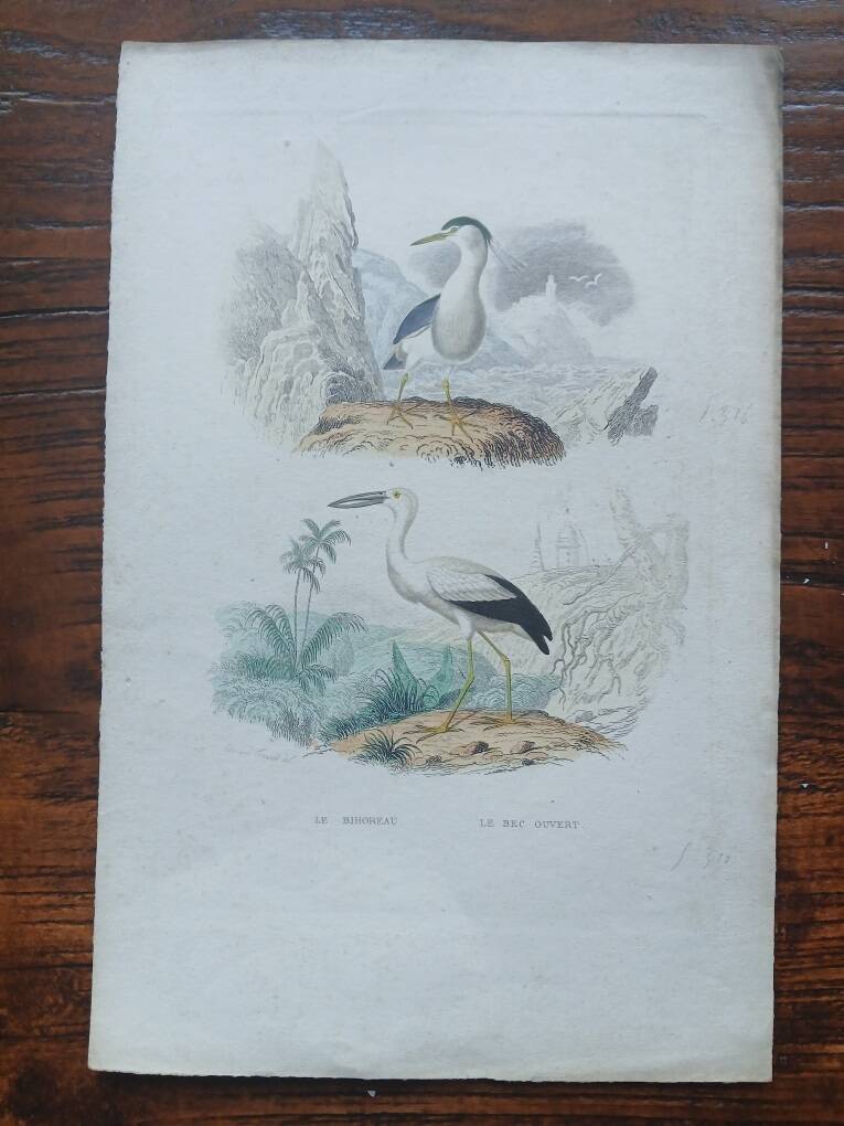 Poster - 19th century zoological engraving of birds - night heron - open beak