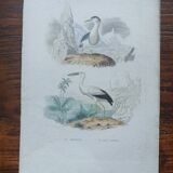 Poster - 19th century zoological engraving of birds - night heron - open beak